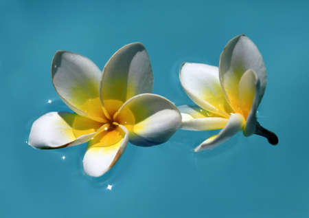 Frangipani flowers floating in tropical poolの写真素材