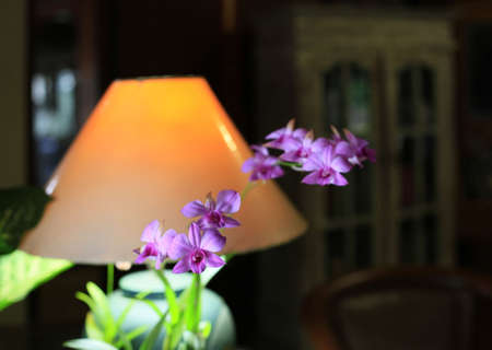 Lamp on a working table with an orchid の写真素材
