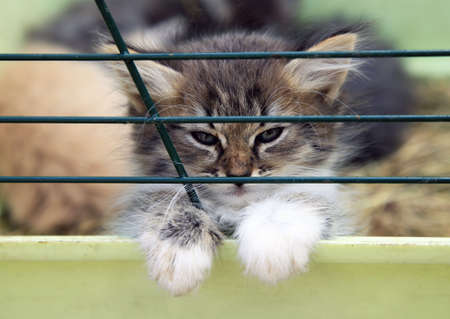 Small kitten in a cageの写真素材