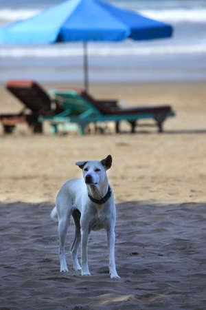 White dog on a Bali beachの写真素材