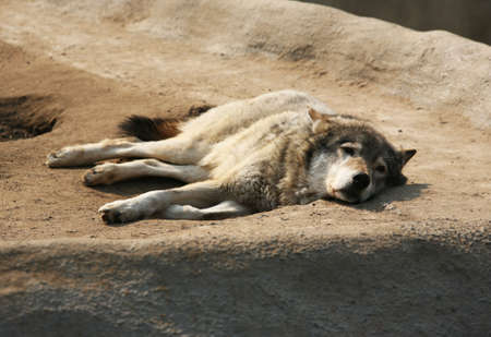 Steppe wolf having a rest in a zoo
