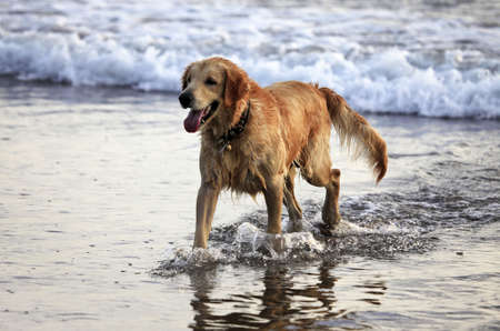 Labrador retriever coming out of water