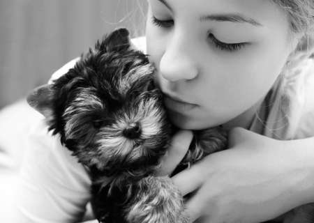 The girl embraces the puppy of the yorkshire terrierの写真素材