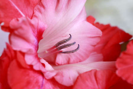 Beautiful Gladiolus. Macro studio shot close-upの写真素材