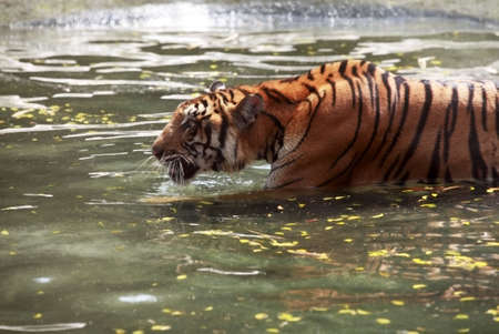 Picture of a bengal tiger in the water. Zoo in Thailand, Pattayaの写真素材