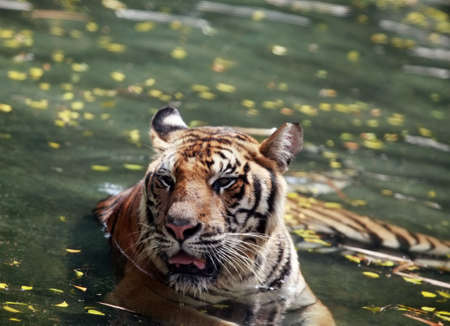 Picture of a bengal tiger in the water. Zoo in Thailand, Pattayaの写真素材