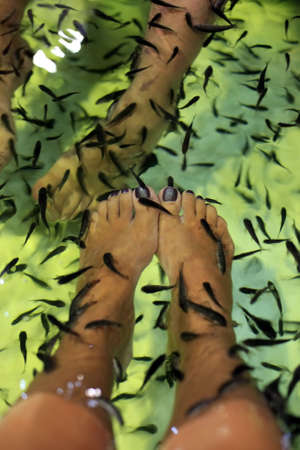Treatment of a skin of legs with the help of set of small fishes