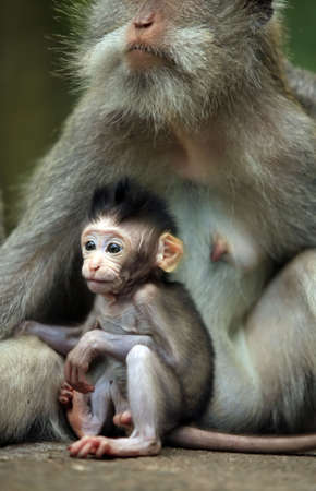 Family of monkeys. Bali a zoo. Indonesiaの写真素材