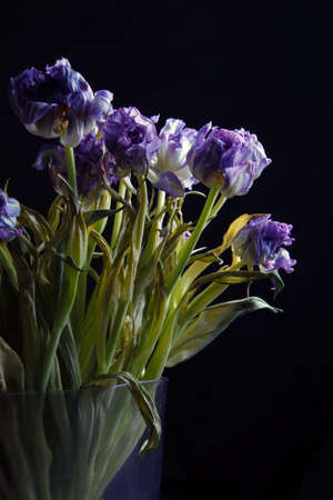 Bouquet of dried violet tulips on a dark backgroundの写真素材