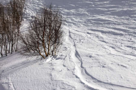 Clean snow on a slope of Elbrus and trees. Top viewの写真素材