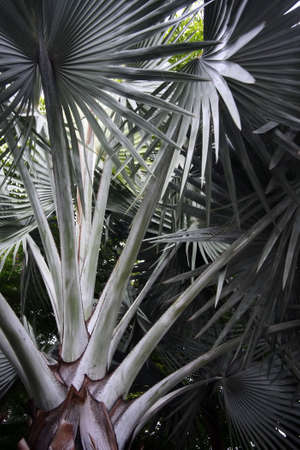 Big leaves of palm treeの写真素材