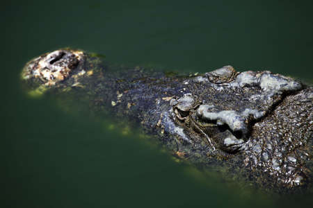 Muzzle of the crocodile close up. A crocodile farm on island Lankgaviの写真素材