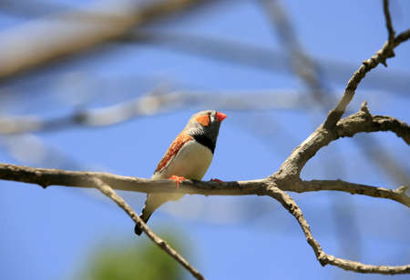 Small bird on a background of the dark blue sky