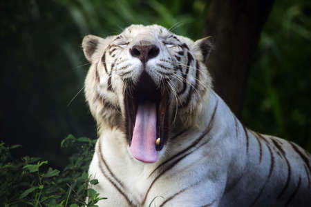 The white tiger yawns. Safari - park. Bali. Indonesiaの写真素材