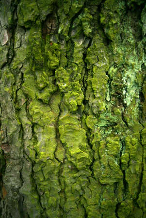 Full screen high resolution shot of Wood. の写真素材