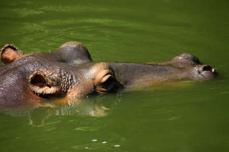 Hippopotamus in water. Safari-park. Bali. Indonesiaの写真素材
