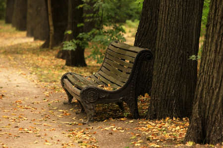 wooden bench covered with leaves in autumnの写真素材