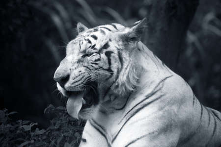 The white tiger yawns. Safari - park. Bali. Indonesiaの写真素材