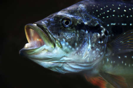 The big fish with an open mouth on a black backgroundの写真素材