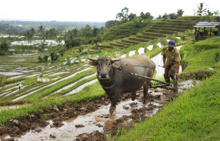 The Asian farmer and a buffalo. Bali. Indonesiaのeditorial素材