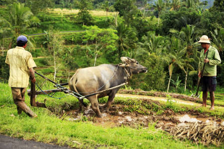 The Asian farmers and a buffalo. Bali. Indonesiaのeditorial素材