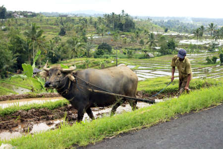 The Asian farmer and a buffalo. Bali. Indonesiaのeditorial素材
