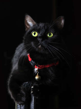 Black cat with green eyes on black backgroundの写真素材
