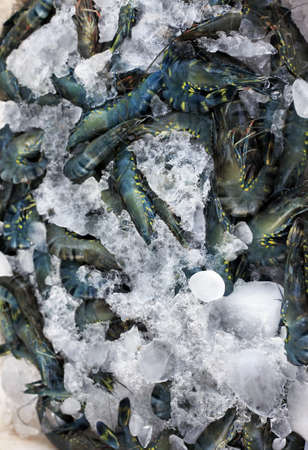 Fresh shrimps in ice on the marketの写真素材