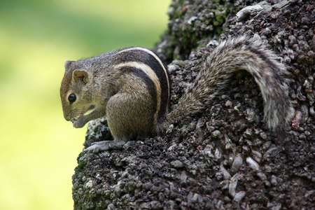 Squirrel eat fruit sitting on a tree. Sri lankaの写真素材