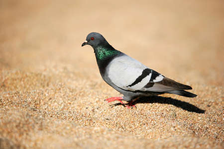 Image of a pigeon on the sand at a beachの写真素材