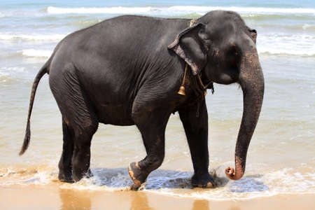 The elephant on the beach. Sri Lanka (Ceylon)の写真素材