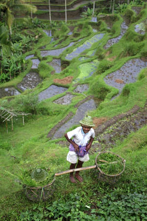 BALI. INDONESIA - 07 July 2010: Adult asian man with  the baskets filled with a grass 7 july 2010 on Bali. Indonesiaのeditorial素材