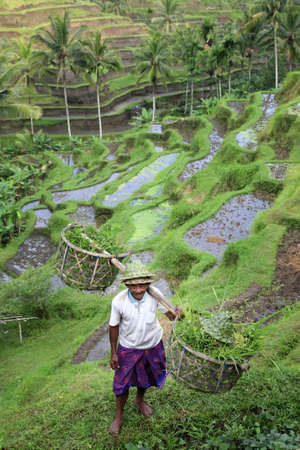 BALI. INDONESIA - 07 July 2010: Adult asian man with  the baskets filled with a grass 7 july 2010 on Bali. Indonesiaのeditorial素材