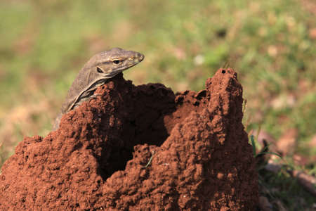 Small lizard sits near own hole in steppeの写真素材