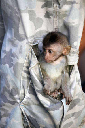 The small monkey in a pocket of trousers