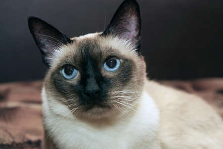 facial close up of cute blue-eyed siamese catの写真素材