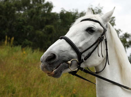 Portrait of a white horse outdoor