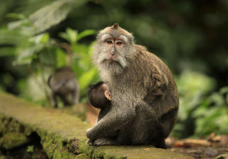 Family of monkeys. Bali a zoo. Indonesiaの写真素材