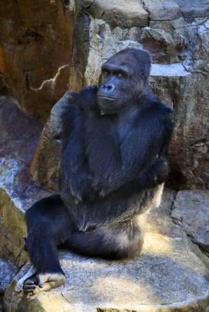 Gorilla in a zoo of San Franciscoの写真素材