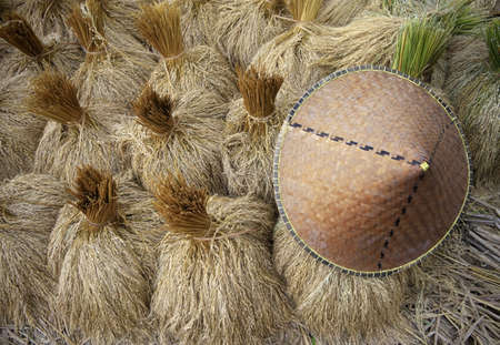 Paddy rice in field and a traditional hat