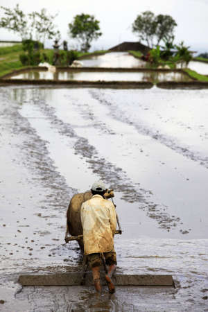 The Asian farmer and a buffalo work on rice terraces on Bali Indonesiaの写真素材
