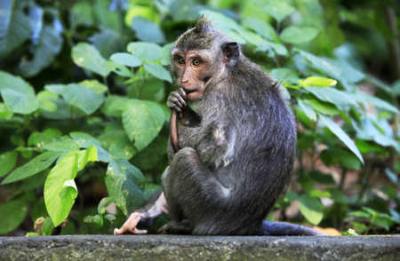 The child of monkeys. Wood of monkeys. Indonesia. Bali