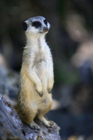 Meerkat or suricate (Suricata, suricatta) is a small mammal and a member of the mongoose family. Zoo...