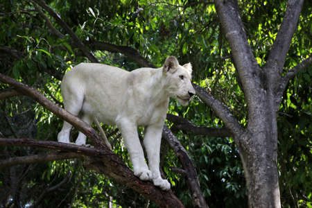 White lion