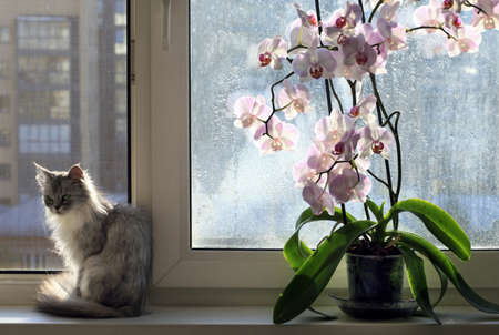 Sad cat on a window sill and an orchidの写真素材