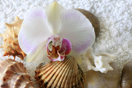 sea cockleshells and orchid on a towel