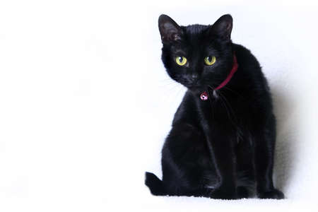 Black cat on white background in studioの写真素材