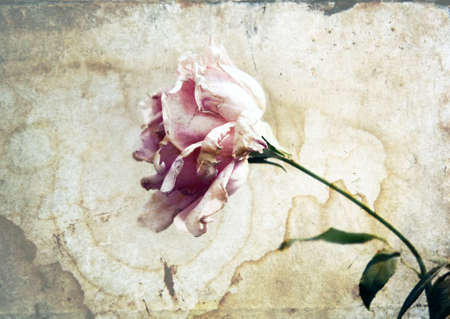 Pink rose on a old backgroundの写真素材