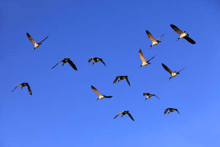 Flying group of geese against a blue skyの写真素材