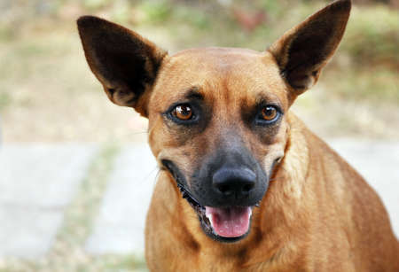 Dog with a smile on a muzzleの写真素材